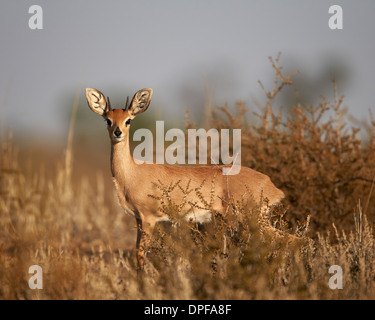 Steenbok (Raphicerus campestris) buck, Kgalagadi Parco transfrontaliero, Sud Africa Foto Stock