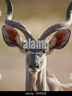 Kudu maggiore (Tragelaphus strepsiceros) buck, Kgalagadi Parco transfrontaliero, Sud Africa Foto Stock