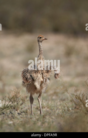 Comune (struzzo Struthio camelus) pulcino, Kgalagadi Parco transfrontaliero, Sud Africa Foto Stock