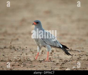 Pallido meridionale salmodiare astore (Melierax canorus), Kgalagadi Parco transfrontaliero, Sud Africa Foto Stock