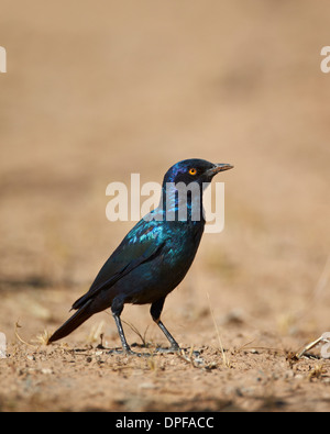 Cape glossy starling (Lamprotornis nitens), Kgalagadi Parco transfrontaliero, Sud Africa Foto Stock