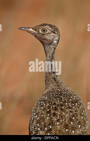 Femmina nero settentrionale korhaan (Eupodotis afraoides), Kgalagadi Parco transfrontaliero, Sud Africa Foto Stock