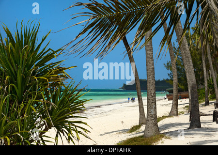 Gli alberi di palma, Bwejuu Beach, Zanzibar, Tanzania, Oceano indiano, Africa orientale, Africa Foto Stock