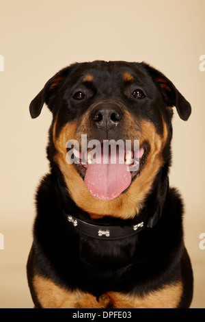 Close up ritratto in studio di cane Rottweiler con la lingua fuori Foto Stock