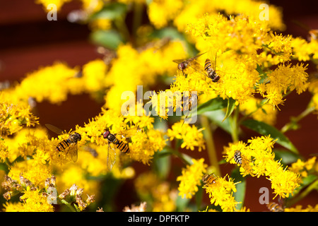 Hoverflies in giardino Montrose Scozia UK Foto Stock