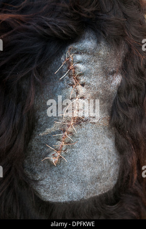 Close up di un cane di maglie dopo funzionamento su un gordon setter Foto Stock