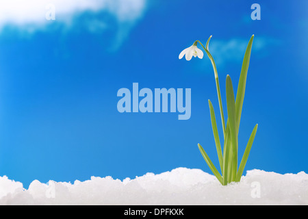In inverno o in primavera il primo snowdrop arrivano attraverso la neve Foto Stock