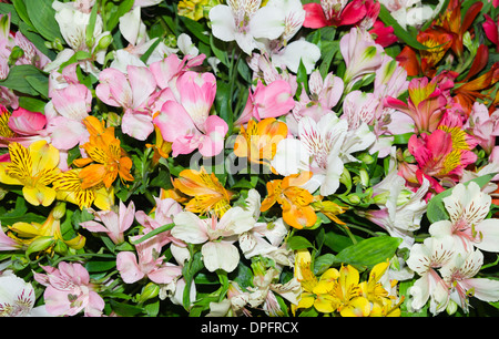 Alstromeria colorate - giglio Peruviano Foto Stock