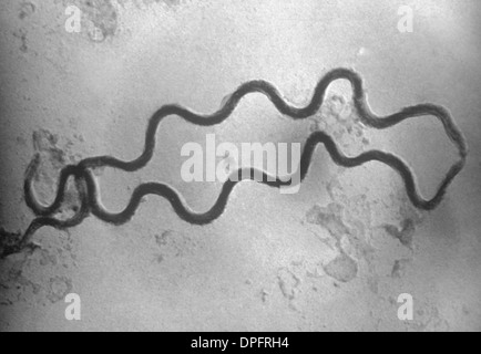 EM di due Treponema pallidum batteri Foto Stock