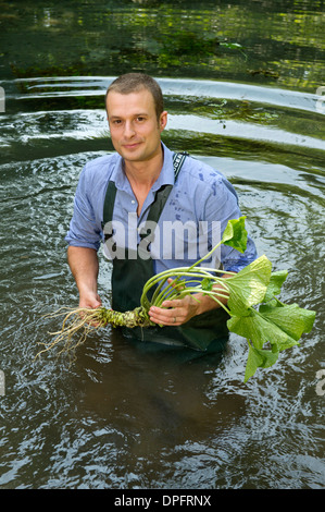 Wasabi cresce in primavera acqua con produzione di manager james haerper del wasabi Company, Dorset, Regno Unito Foto Stock