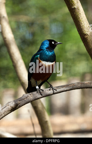 Viola Glossy Starling Foto Stock