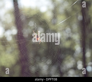 Spider Web di argento fine sulla foresta verde Foto Stock