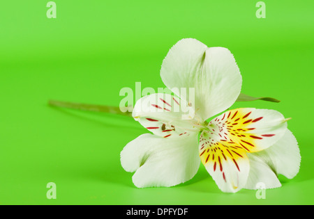 Alstroemeria Bianco fiore su una levetta con sfondo verde Foto Stock