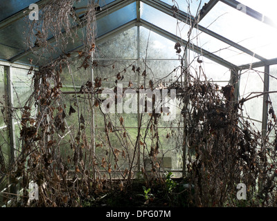 Serra con morti di piante di pomodoro e foglie blighte nel giardino d'inverno Carmarthenshire Wales UK KATHY DEWITT Foto Stock