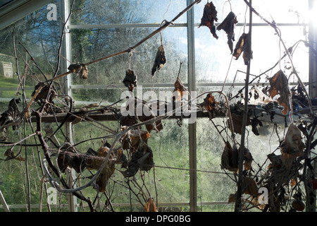 Serra con morti marrone a secco di pomodoro e cetriolo foglie di piante in inverno in country garden Carmarthenshire Wales UK KATHY DEWITT Foto Stock