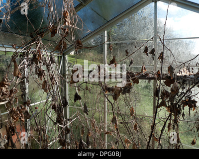 Serra con vecchi morti striminziti marrone a secco di pomodoro e piante di cetriolo foglie in inverno nel paese giardino Carmarthenshire Wales UK KATHY DEWITT Foto Stock