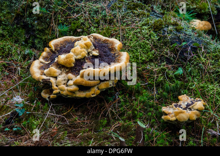 Phaeolus schweinitzii, Tintori mazegill fungo Foto Stock