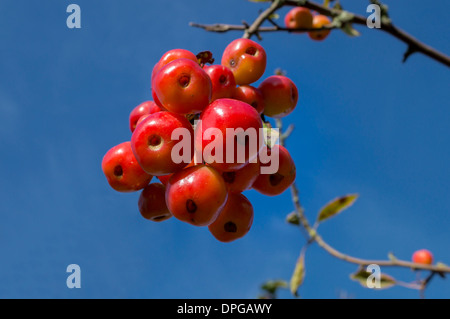Europa, Regno Unito, Inghilterra, Londra, kew gardens crabapples Foto Stock