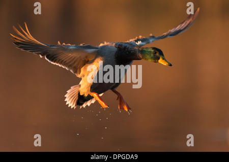 Un germano reale (Anas platyrhynchos) Drake si prepara a terra su acqua, Nord Texas Foto Stock