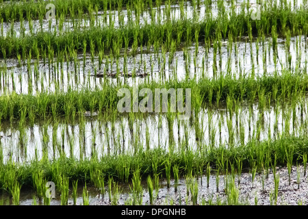 I campi di riso, Bali, Indonesia Foto Stock