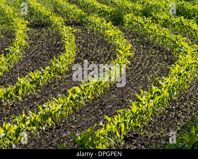 Giovani germogli di granturco in curva in righe in un campo inglese Foto Stock