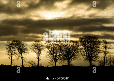 Una fila di alberi su Exmoor contro una drammatica moody sky, REGNO UNITO Foto Stock