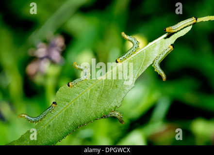 Un sawfly larve di mangiare una foglia di salice, Craesus septentrionalis Foto Stock