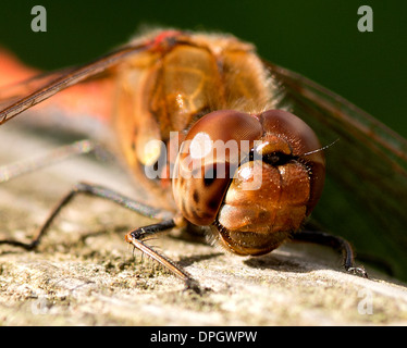 Un rosso venato darter dragonfly in appoggio su un cancello, Sympetrum fonscolombii Foto Stock