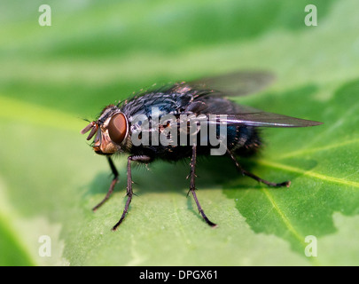 Un bluebottle poggiante sulla foglia, Calliphora vomitoria Foto Stock