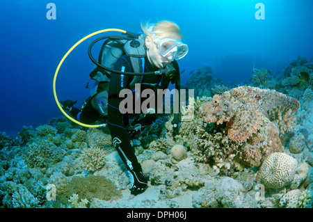 Sommozzatore guardando Tassled scorfani (Scorpaenopsis oxycephala), Mar Rosso, Egitto, Africa Foto Stock