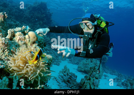 Sommozzatore guardando due-nastrare clownfish, Anemonefish (Amphiprion bicinctus), Mar Rosso, Egitto, Africa Foto Stock