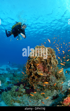 Sommozzatore guardando alla barriera corallina e mare goldies, Jevel fairy basslets ( Pseudanthias squamipinnis). Ras Mohammed Parco Nazionale Foto Stock