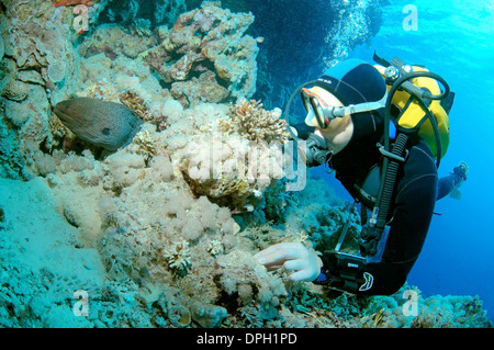 Sommozzatore guardando Murena Gigante (Gymnothorax javanicus) Ras Mohammed Parco Nazionale, la penisola del Sinai, Sharm el-Sheikh, Mar Rosso, Egyp Foto Stock