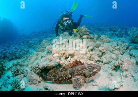 Sommozzatore guardando Tassled scorfani (Scorpaenopsis oxycephala), Mar Rosso, Egitto, Africa Foto Stock