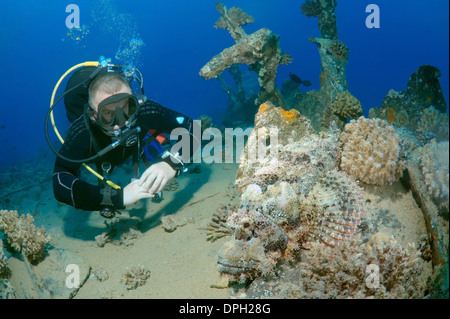 Sommozzatore guardando Tassled scorfani (Scorpaenopsis oxycephala), Mar Rosso, Egitto, Africa Foto Stock