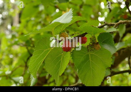 Nero, Gelso Morus nigra, frutta Foto Stock
