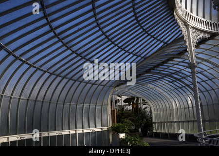 Viste interne di Glasgow Botanic Gardens - Città di Glasgow - Scozia - REGNO UNITO Foto Stock