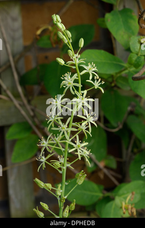 Spiked Stella di Betlemme o bagno di asparagi, Ornithogalum pyrenaicum Foto Stock