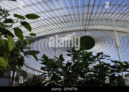 Viste interne di Glasgow Botanic Gardens - Città di Glasgow - Scozia - REGNO UNITO Foto Stock