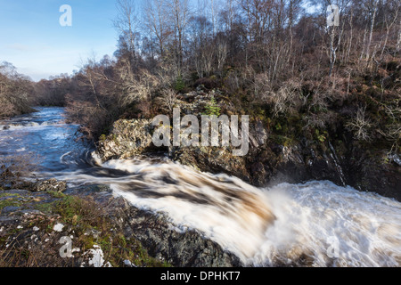 Cade di Shin sul fiume Shin a Achany in Sutherland, Scozia. Foto Stock