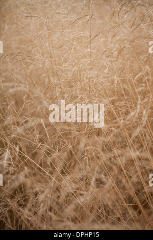 Asciutto erba selvatica in tarda estate. Foto Stock