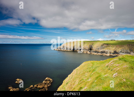 La parsimonia, mare campion e rene veccia fioritura in maggio sulle falesie sopra Kilmurrin Cove, rame Coast Geopark, County Waterford Foto Stock