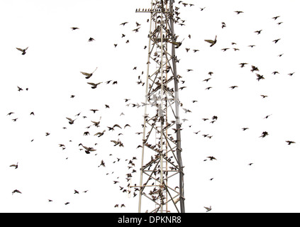 Per gli storni e Piccioni isolati su sfondo bianco. Foto Stock