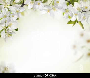 La molla di fiori di ciliegio sfondi,copia di spazio per il tuo testo. Foto Stock