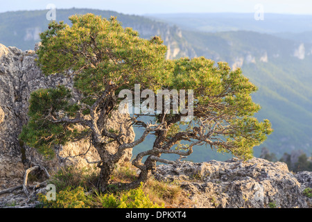 Tortuose di pino silvestre, Pinus sylvestris, Francia, Aveyron, la Roque-Sainte-Marguerite, il caos de Montpellier-le-Vieux Foto Stock