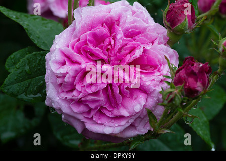 Rose 'Duc de Fitzjames' Foto Stock