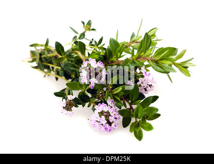 Fiori salati isolato su bianco Foto Stock