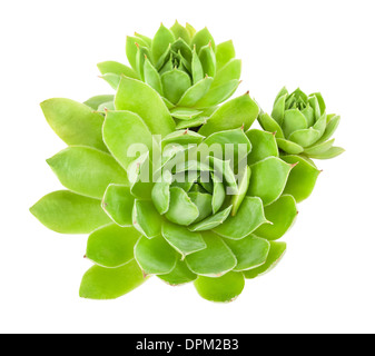 Piante succulente isolato su bianco Foto Stock