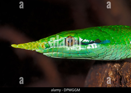 Il vietnamita a becco lungo serpente Foto Stock