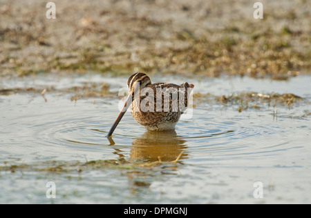 Beccaccino (Gallinago gallinago) rovistando in acqua poco profonda Foto Stock